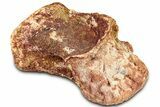 Fossil Spinosaurus Cervical Vertebra - Morocco #325117-1